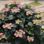 Hydrangea Serrata – Tuff Stuff Red – #3 Container